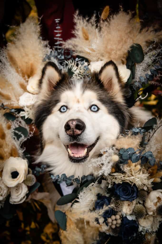 Flower Puppy Surrounded by Bridal Bouquets at Spruce Mountain Ranch in Larkspur, Colorado



